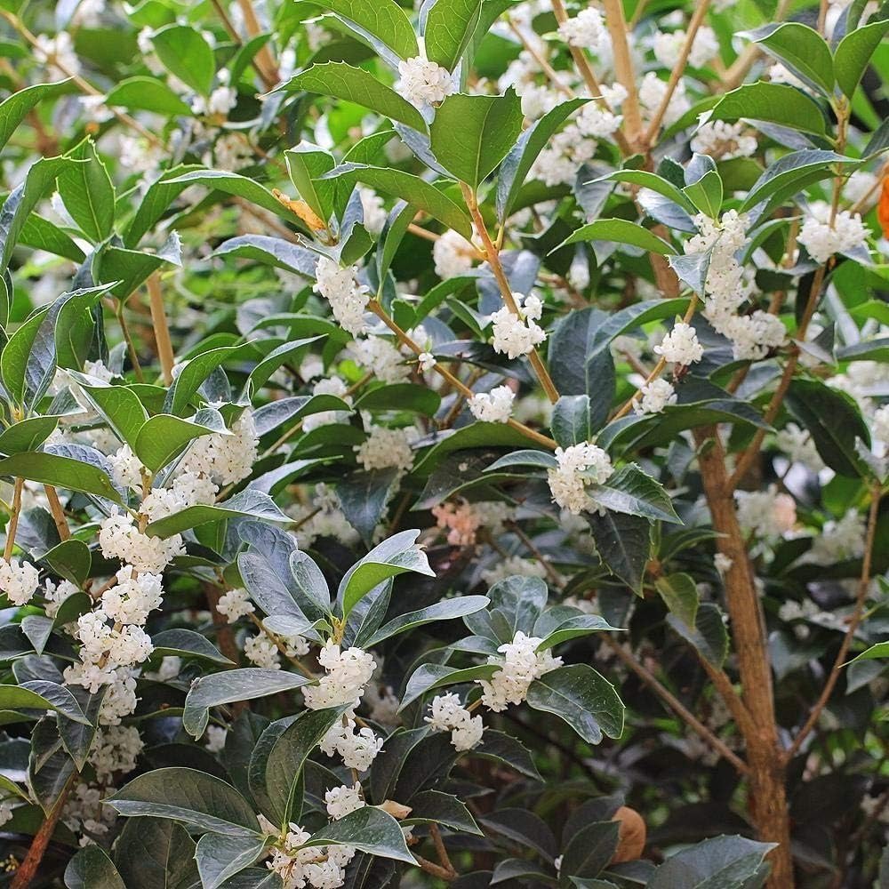 Fragrant Tea Olive | 2 Live Gallon Size Plants | Osmanthus fragrans | Ideal for Gardens & Landscaping | Easy-to-Grow Evergreen Shrub | Delightful Sweet Scent | Decorative & Versatile
