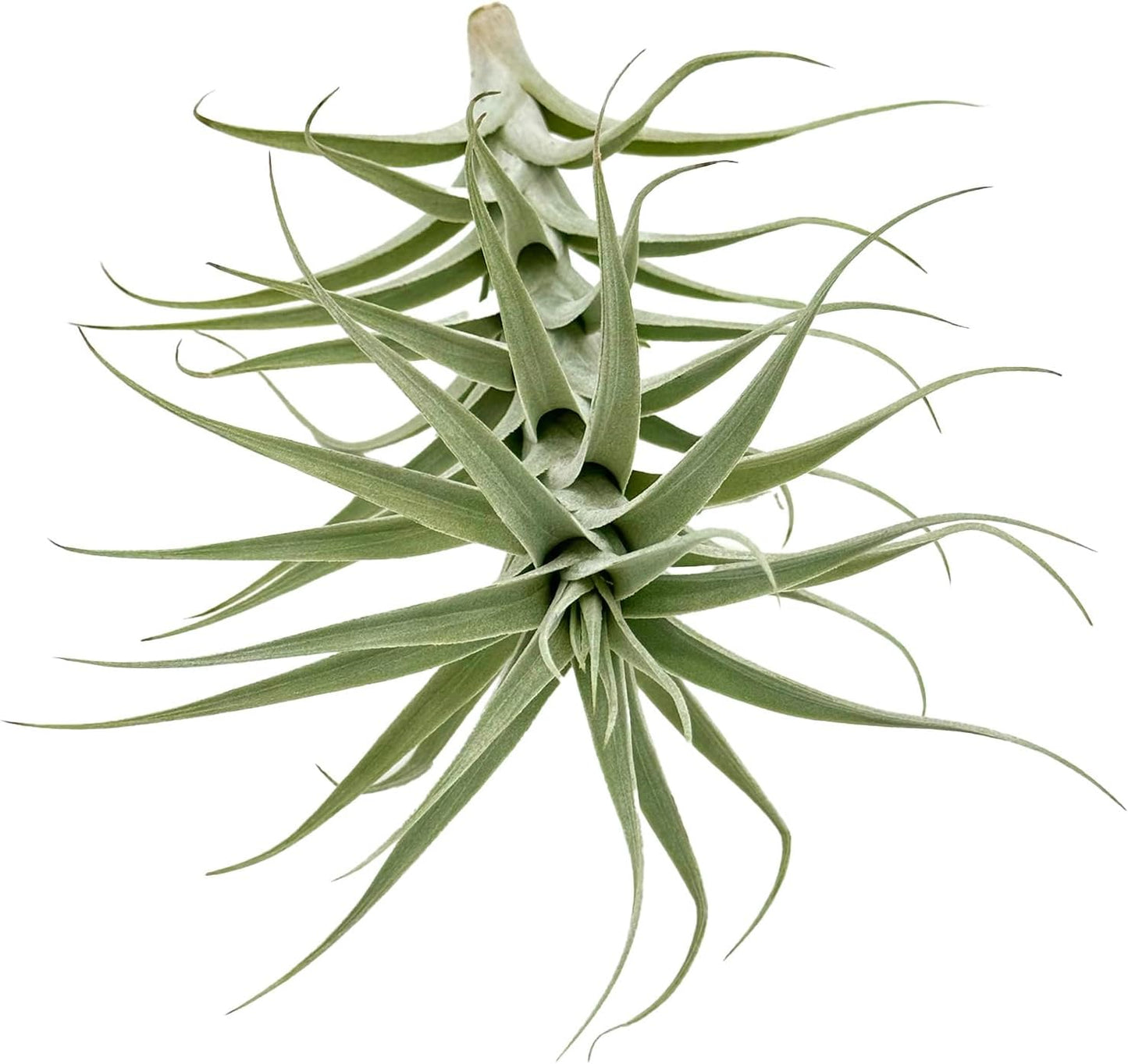Live Air Plants - Tillandsia Albida 7-12" - 5ct – ragnaroc Live Indoor Plant - Live Arrival Guaranteed - House Plants for Home Decor & Gift