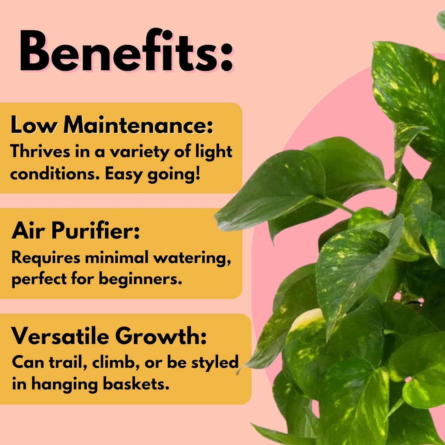 United Nursery Golden Pothos Totem – 10-Inch Pot – 38–42” Tall – Indoor Climbing Houseplant with Heart-Shaped Variegated Leaves – Easy-Care, Air-Purifying Tropical Plant for Home or Office Decor