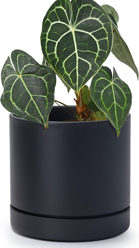 Phoenix Vine 6 Inch Planter Pot with Drainage Hole & Saucer, Deep Water Catch Tray, Straight Cylindrical Round Pot for Plants, Matte Black, Pack of 1, 23-C-S-1