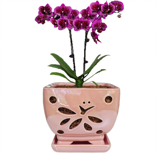 Orchid Pots with Holes Square Ceramic Orchid Planter Pots 5.5 inch (Pink)