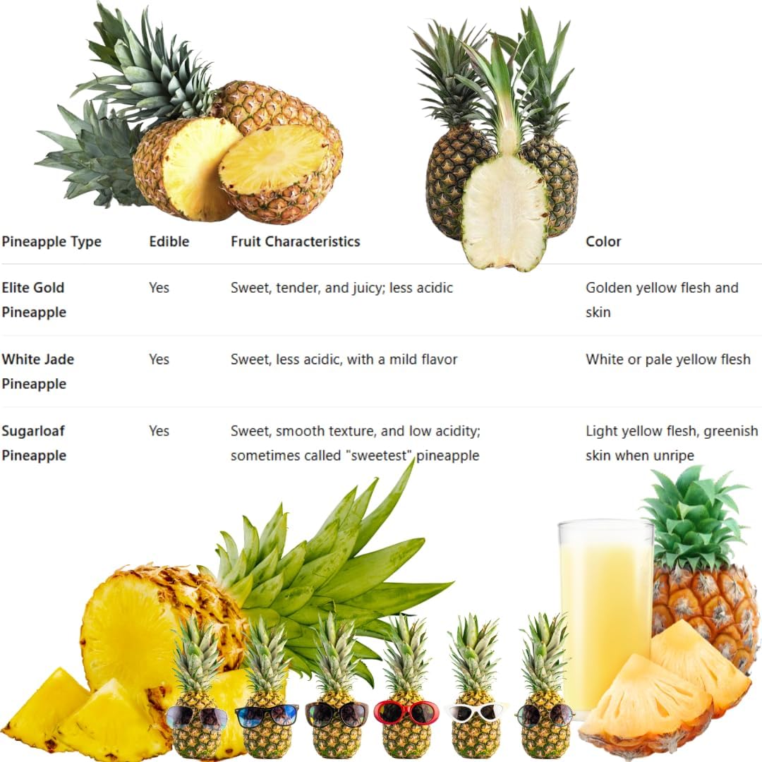 Pineapple Plant Live, Elite Gold Pineapple Tree Shrub Bush, Starter Plant 4-7 Inches Tall, Outdoor Growing, No Pot, Sweet Flavor