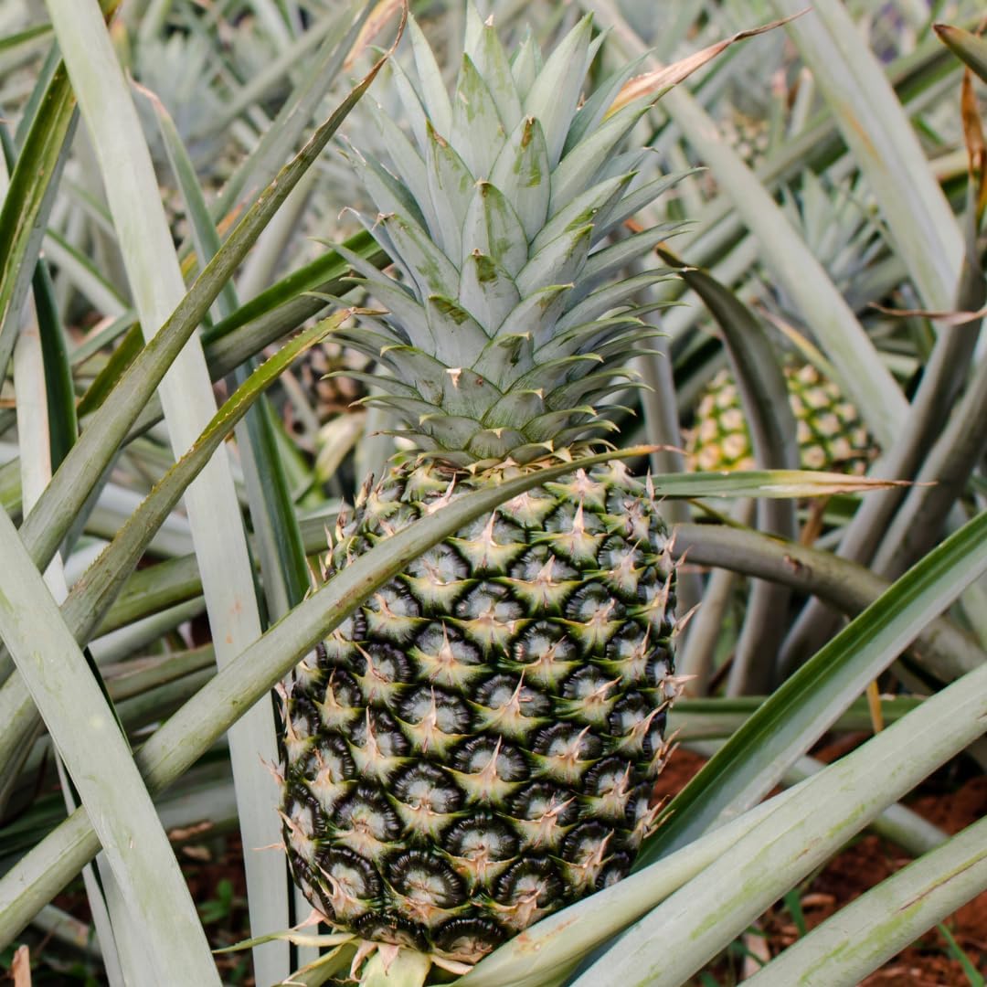 2 White Jade Pineapple Plants Live Bushes Shrubs Trees for Planting Outdoor, Fragrant and Sweet Pineapple, Tropical Fruit, 5 to 7 Inces Tall, No Pot