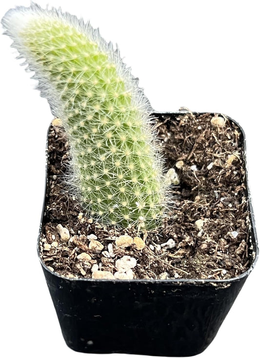 Sprout N Green Monkey Tail Cactus, Live Hildewintera colademononis Cacti Plant Rooted in 2in Nursery Pot, Indoor Outdoor Office Home Cute Décor, Drought-Tolerant Plant
