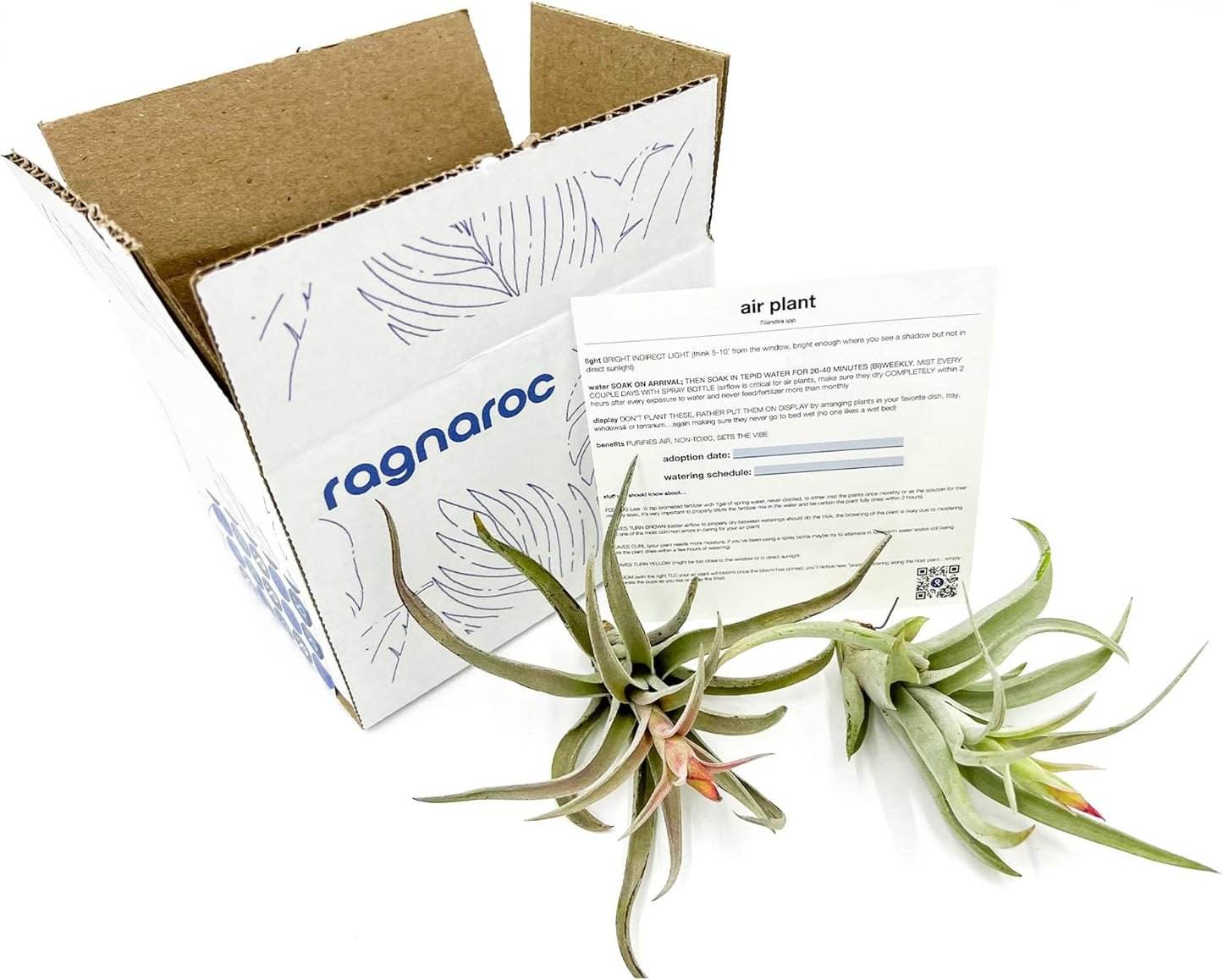 Air Plants - Flowering Tillandsia Harrisii, Large 3-5" - 2ct - Live Arrival Guaranteed - House Plants for Home Decor & Gift