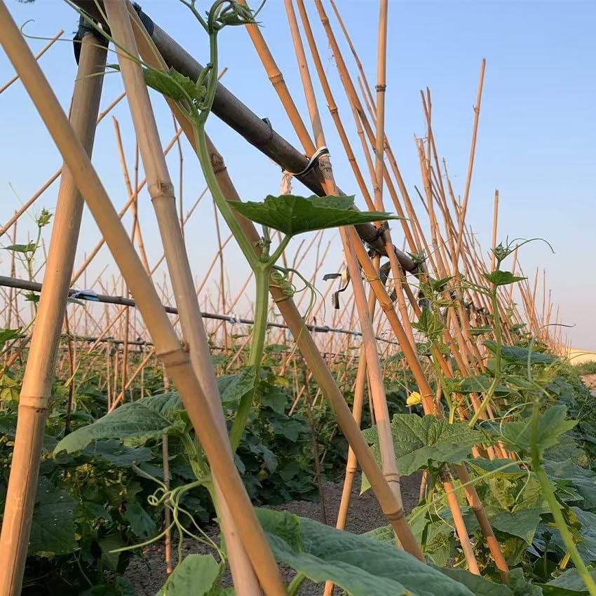 Plant Bamboo Post,4Feet,Bamboo Garden Stakes,65PcsBamboo Stakes,for Tomato,Beans,Vegetable and Flowers, Potted Plants,Indoor and Outdoor Climbing Plants