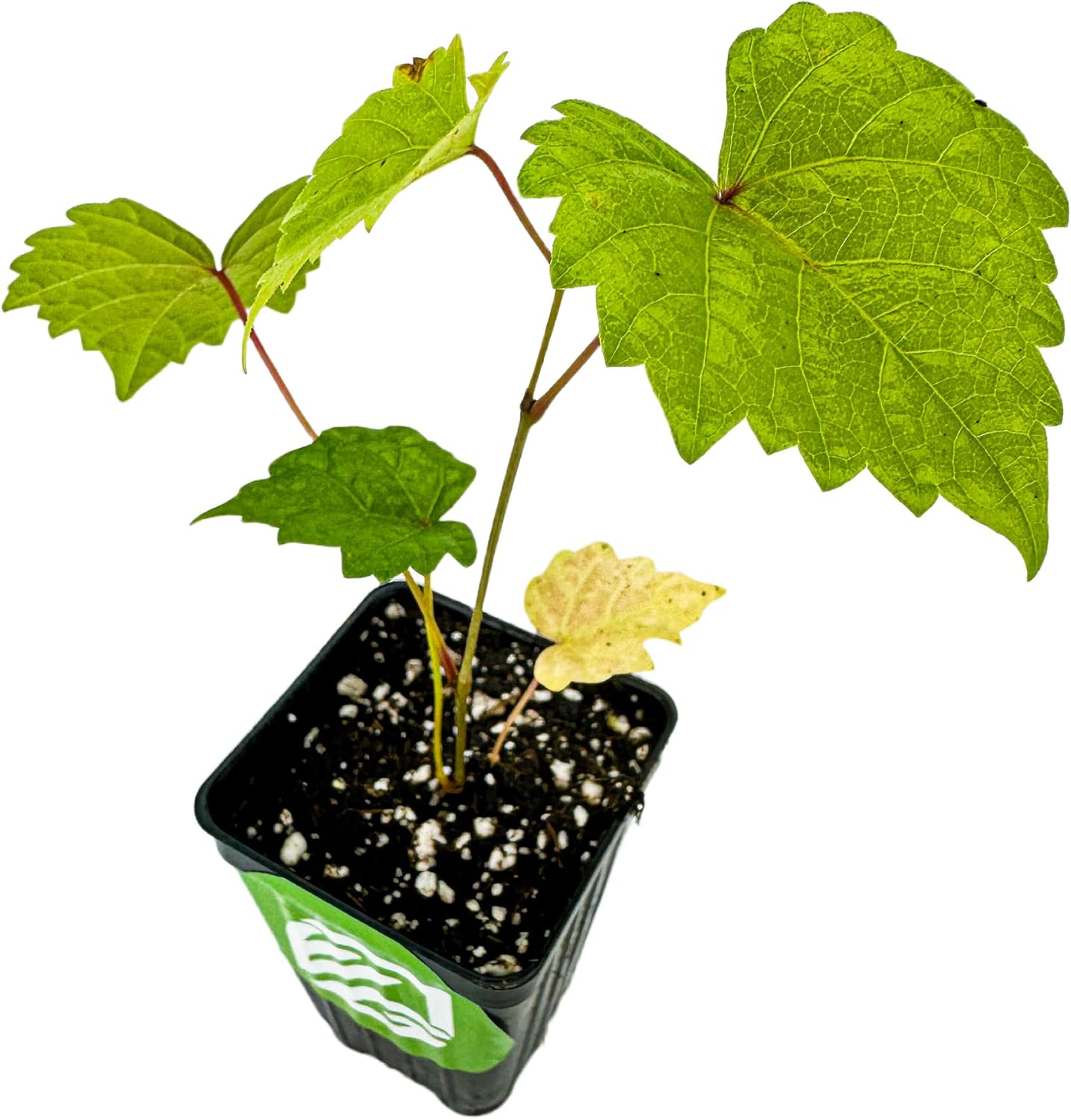 Delicious' Muscadine Grape Vine Live Plant - Vitis rotundifolia by Wellspring Gardens - Thriving Starter Plant for Outdoor Gardens - Juicy Grape Plant - Perfect for Eating Fresh, Jam or Wine Making