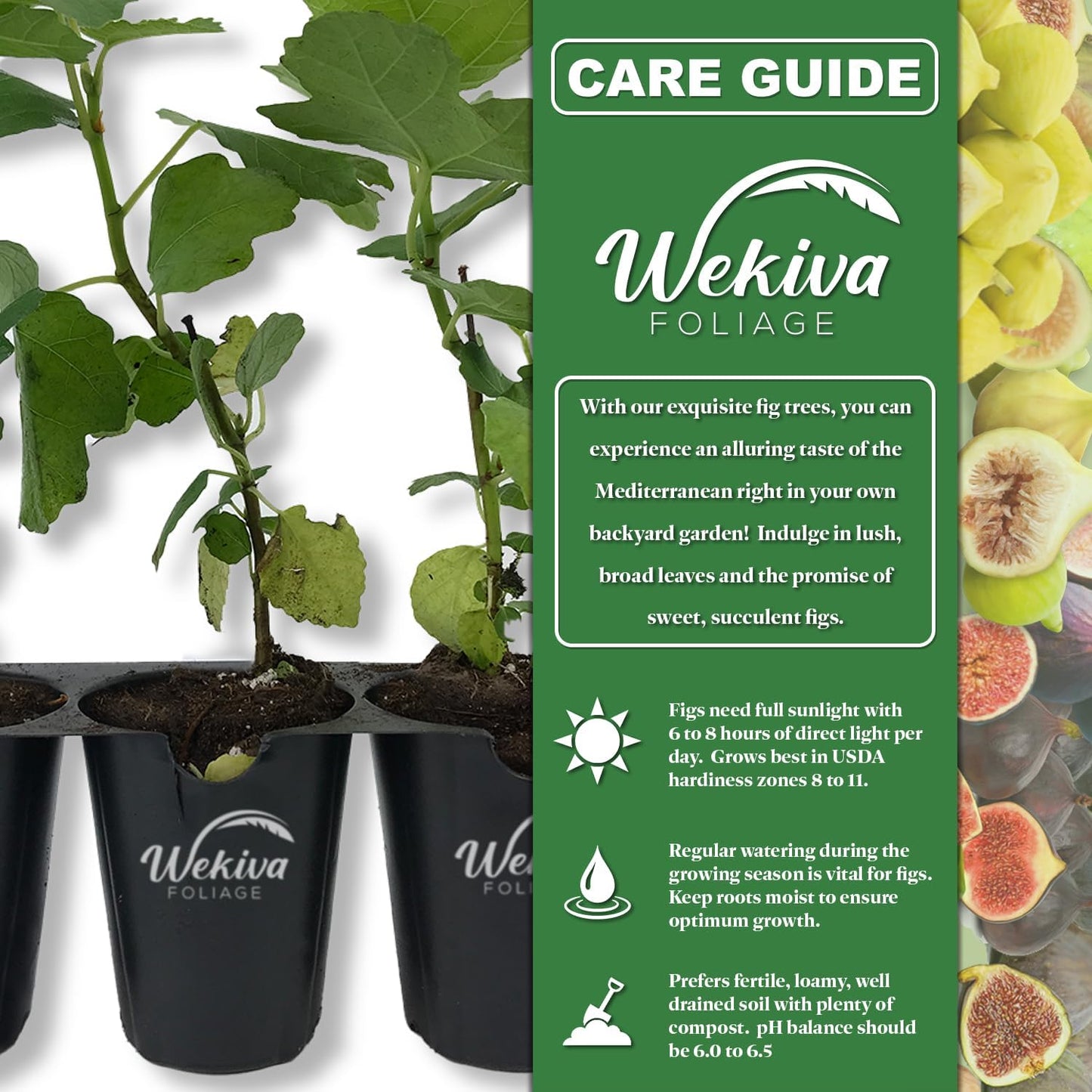 Beer's Black Fig Tree - 4 Live Starter Plants - Ficus Carica - Edible Fruit Tree for The Patio and Garden