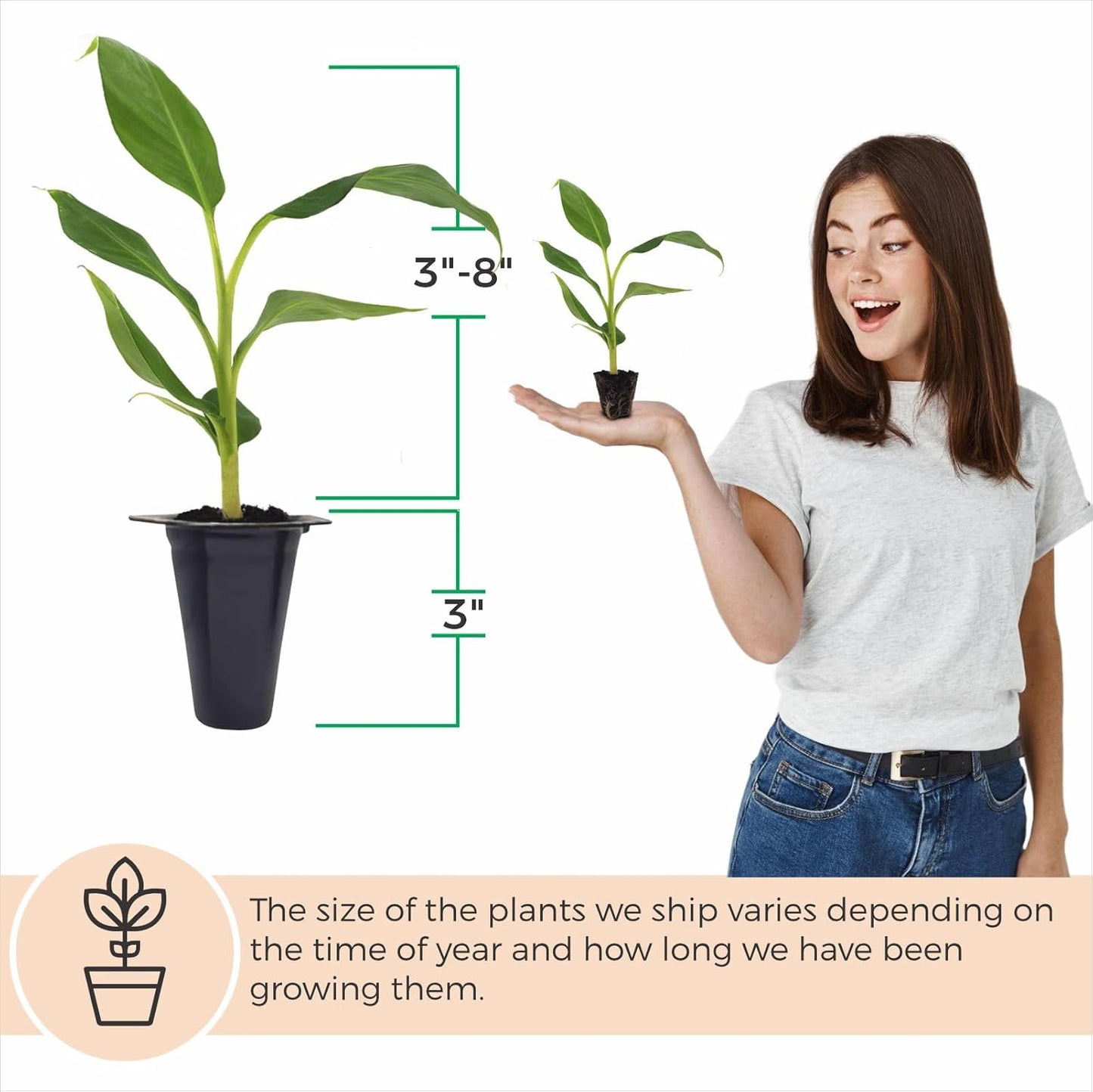 Banana Tree Gran Nain. Set of 4 Starter Live Plants (Double Mahoi)