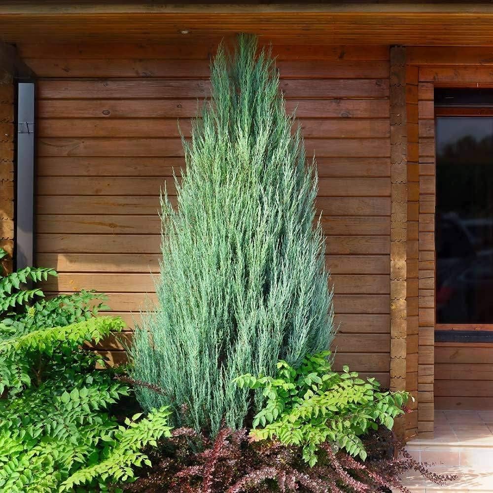 Skyrocket Juniper | 2 Live Gallon Size Trees | Juniperus Scopulorum | Drought Tolerant Cold Hardy Formal Upright Evergreen Plant