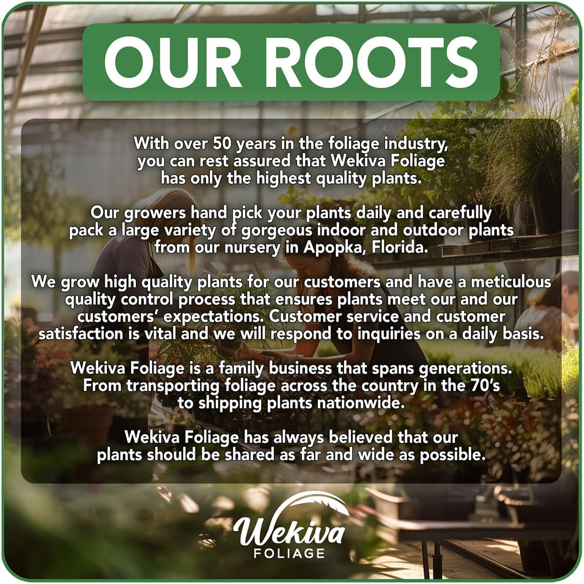 LSU Gold Fig Tree - 4 Live Starter Plants - Ficus Carica - Edible Fruit Tree for The Patio and Garden