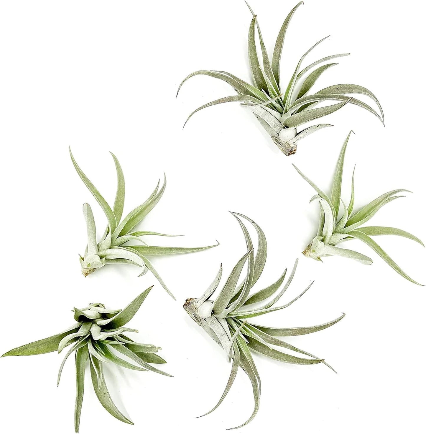 Air Plants - Flowering Tillandsia Harrisii, Large 3-5" - 5ct - Live Arrival Guaranteed - House Plants for Home Decor & Gift