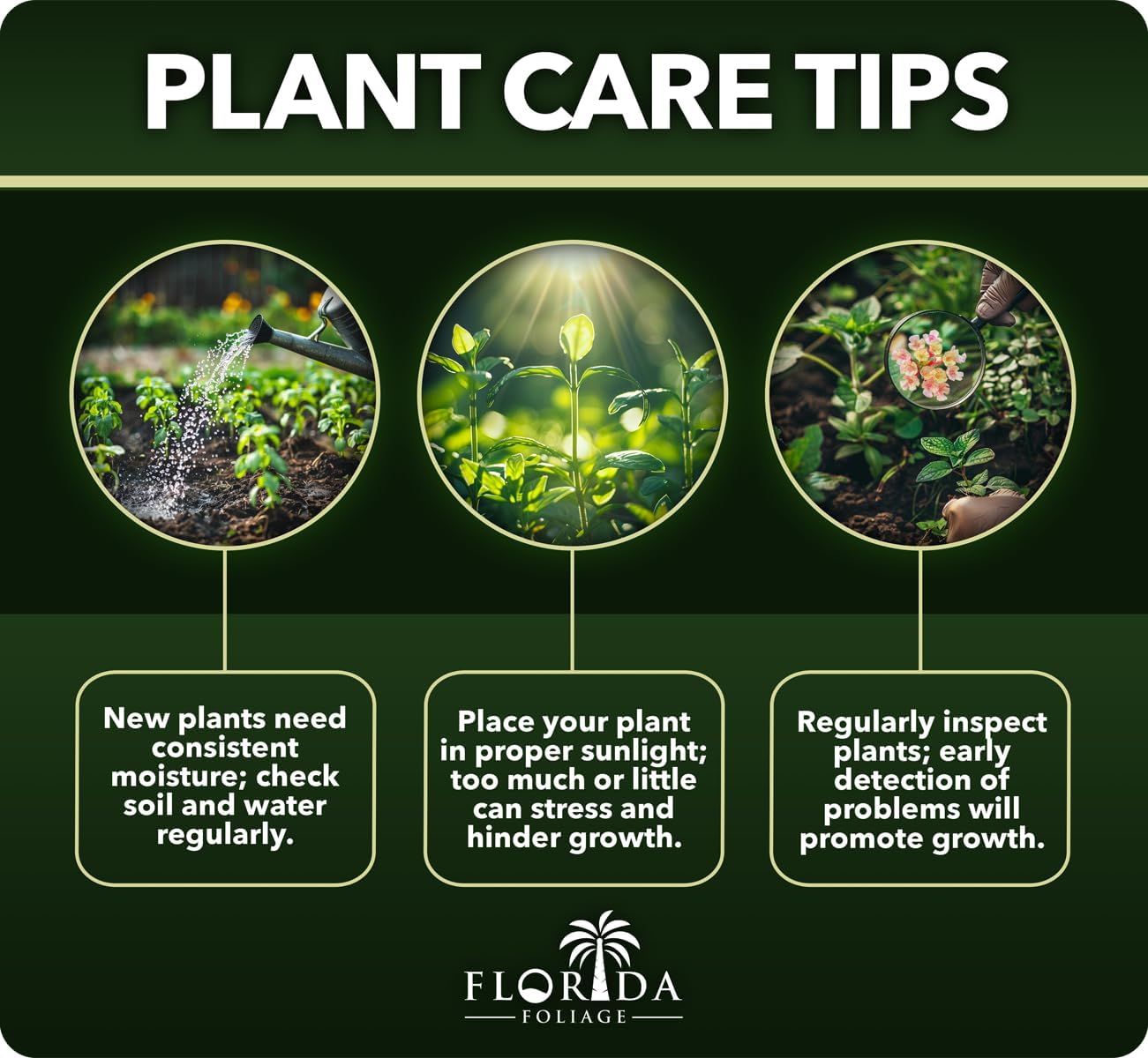 Pineapple Guava | 1 Large Gallon Size Plant | Feijoa Sellowiana | Edible Fruit Shrub and Fragrant Flowering Foliage