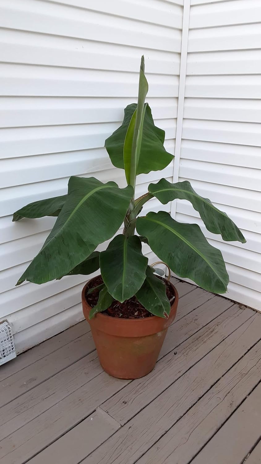 Set of 4 Dwarf Cavendish Banana Plants - Indoor/Outdoor Edible Fruit Trees - Fast Growing, Max Height 7 Feet