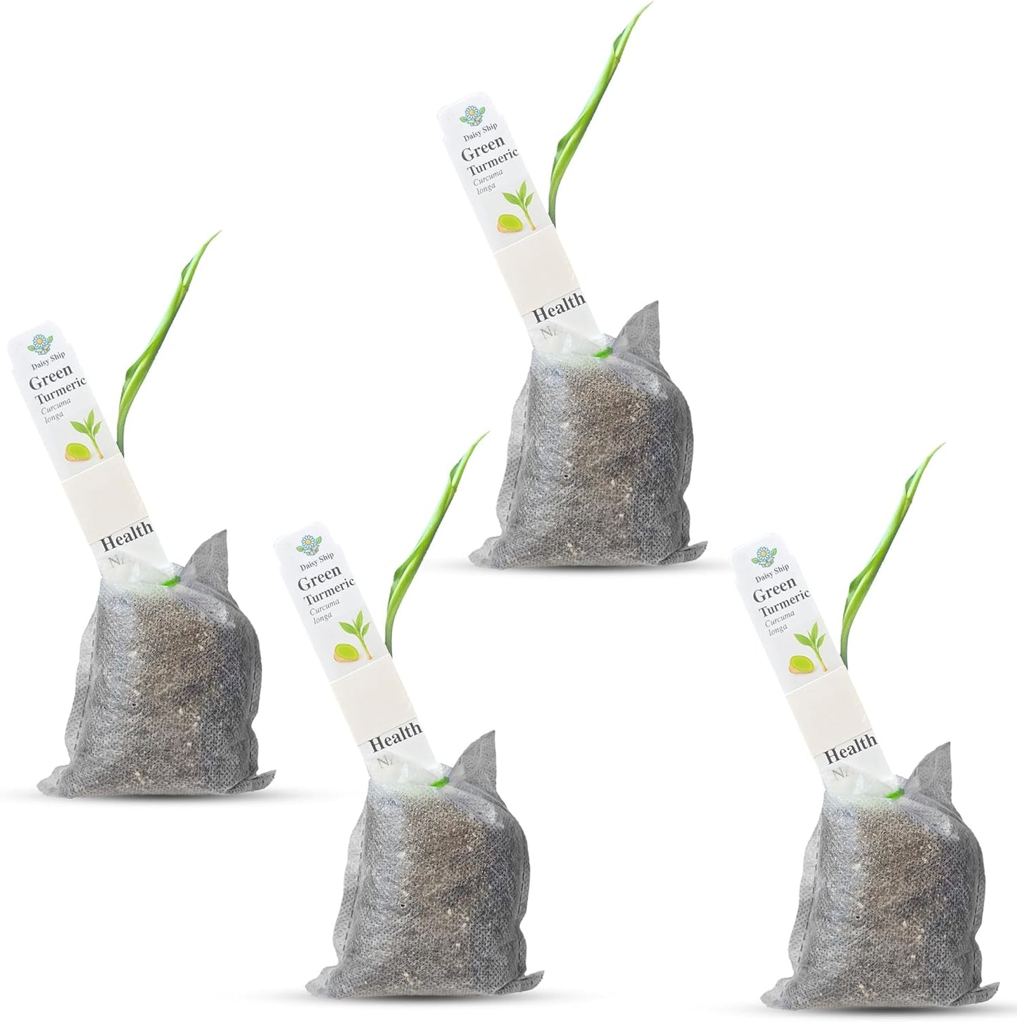 Green Turmeric Live Plant - (Curcuma aeruginosa) - Rare Medicinal Herb, Vibrant Pink Flowers, Ideal for Tropical Gardens (4 Green Turmeric Bags)