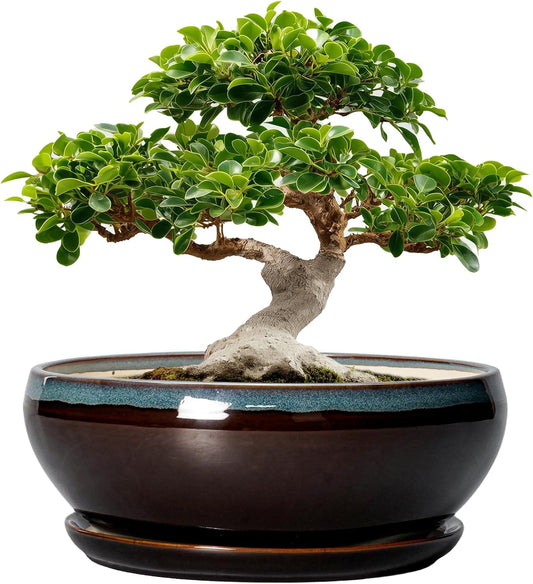 SQOWL Bonsai Planter 12 Inch - Ceramic Succulent Pots Large, Round Shallow Plant Pots Indoor with Drainage Hole and Saucer, Bowl Planter Outdoor for Flower, Room Decor, Housewarming Gifts, Blue-Brown