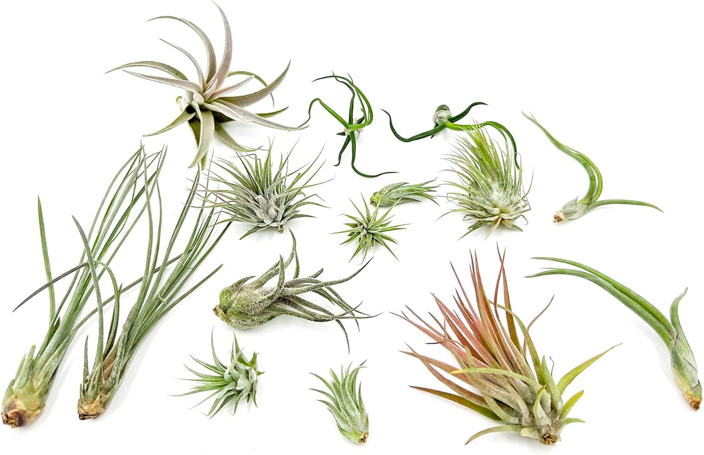 Live Air Plants - Tillandsia Variety, Regular 1-3" - 15ct - Live Arrival Guaranteed, House Plants for Home Decor & Gift