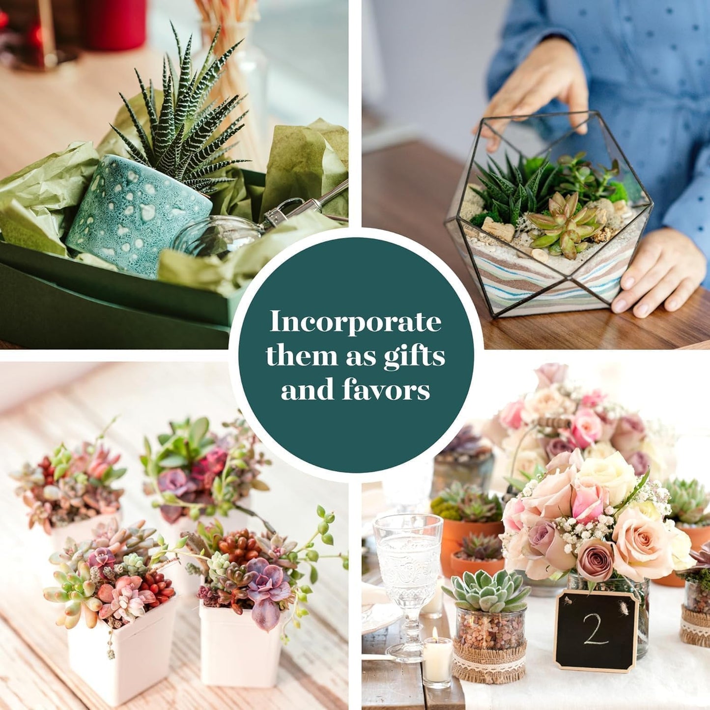 Shop Succulents Mixed Succulent Plant Pack 2" Grow Pot Pack of 32