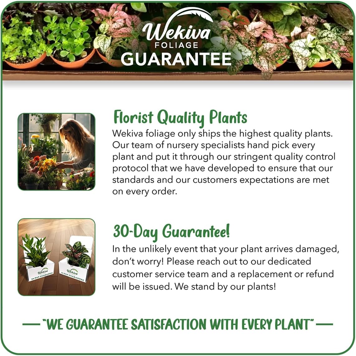 Olympian Fig Tree - 4 Live Starter Plants - Ficus Carica - Edible Fruit Tree for The Patio and Garden