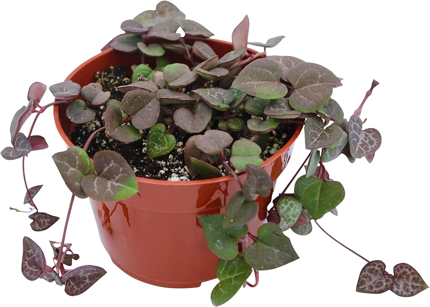 Live Succulent 4" String of Hearts, Succulents Plants Live, Succulent Plants Fully Rooted, Hanging House Plant for Home Office Decoration, DIY Projects, Party Favor Gift by The Succulent Cult