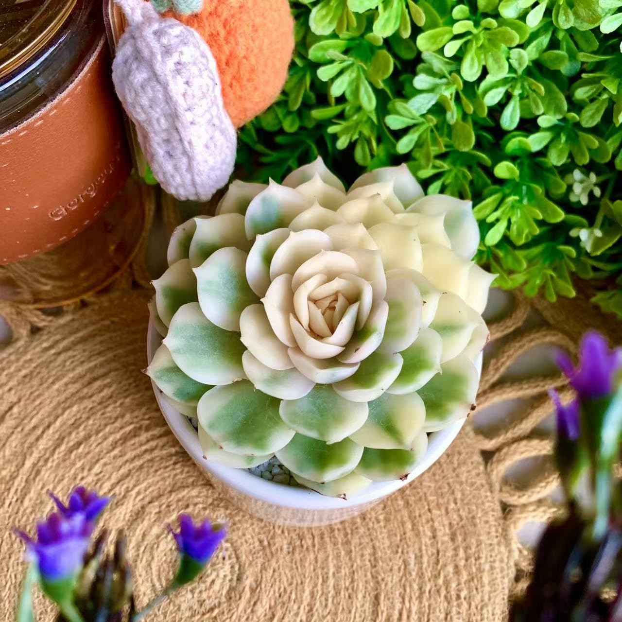 FWPP Live Succulents Plants,Echeveria Onslow Variegated 3.2 inches Mini Indoor Plants,Bare Root Without Pot Soil Live Plant,Succulents Plants Live for Gift Party Wedding Garden Baby Shower DIY Decor