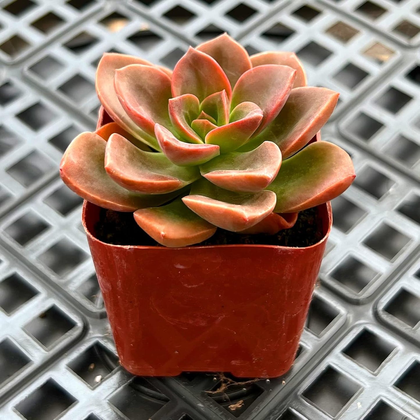 Sprout N Green Echeveria Melaco, 1 Pack Rare Live Mini Succulent Plant Fully Rooted in 2" Pots with Soil Mix, House Plant for Indoor Outdoor Home Office Wedding Decor DIY Project Party Favor