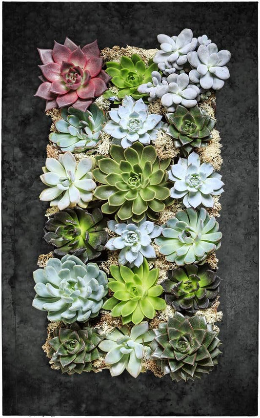 Modern Home Living Wall Galvanized Steel/Zinc Succulent Planter (Black Zinc, 18 Pocket)