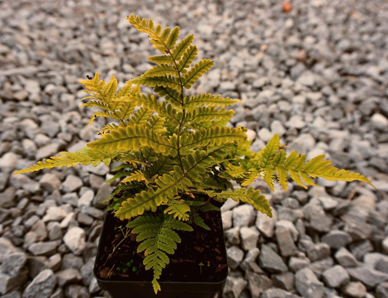 Greenwood Nursery: Live Perennial Plants - Autumn Brilliance Fern + Dryopteris Erythrosora - [Qty: 2X Pint Pots] - (Click for Other Available Plants/Quantities)