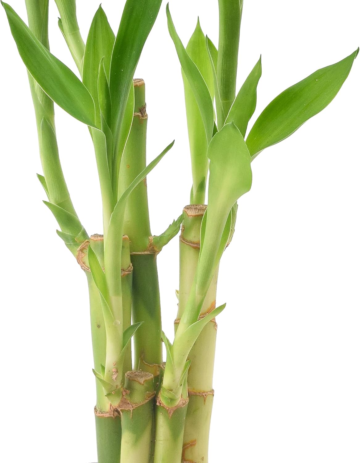 LV25 5-Stem Lucky Bamboo, Live Indoor Plant in Aged Wood Planter for Home, Work, or Gift, Dark ***Cannot Ship to Hawaii**
