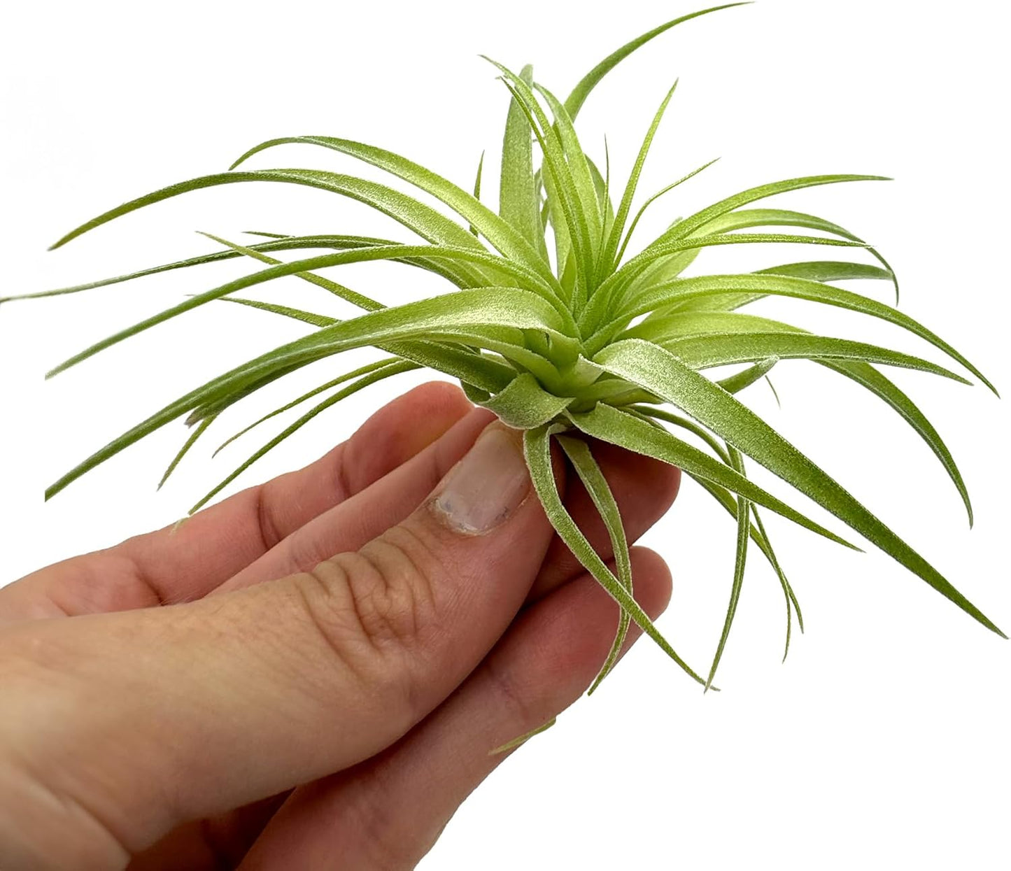 Live Air Plants - Tillandsia Geminiflora 1-3" - 5ct – ragnaroc Live Indoor Plant - Live Arrival Guaranteed - House Plants for Home Decor & Gift
