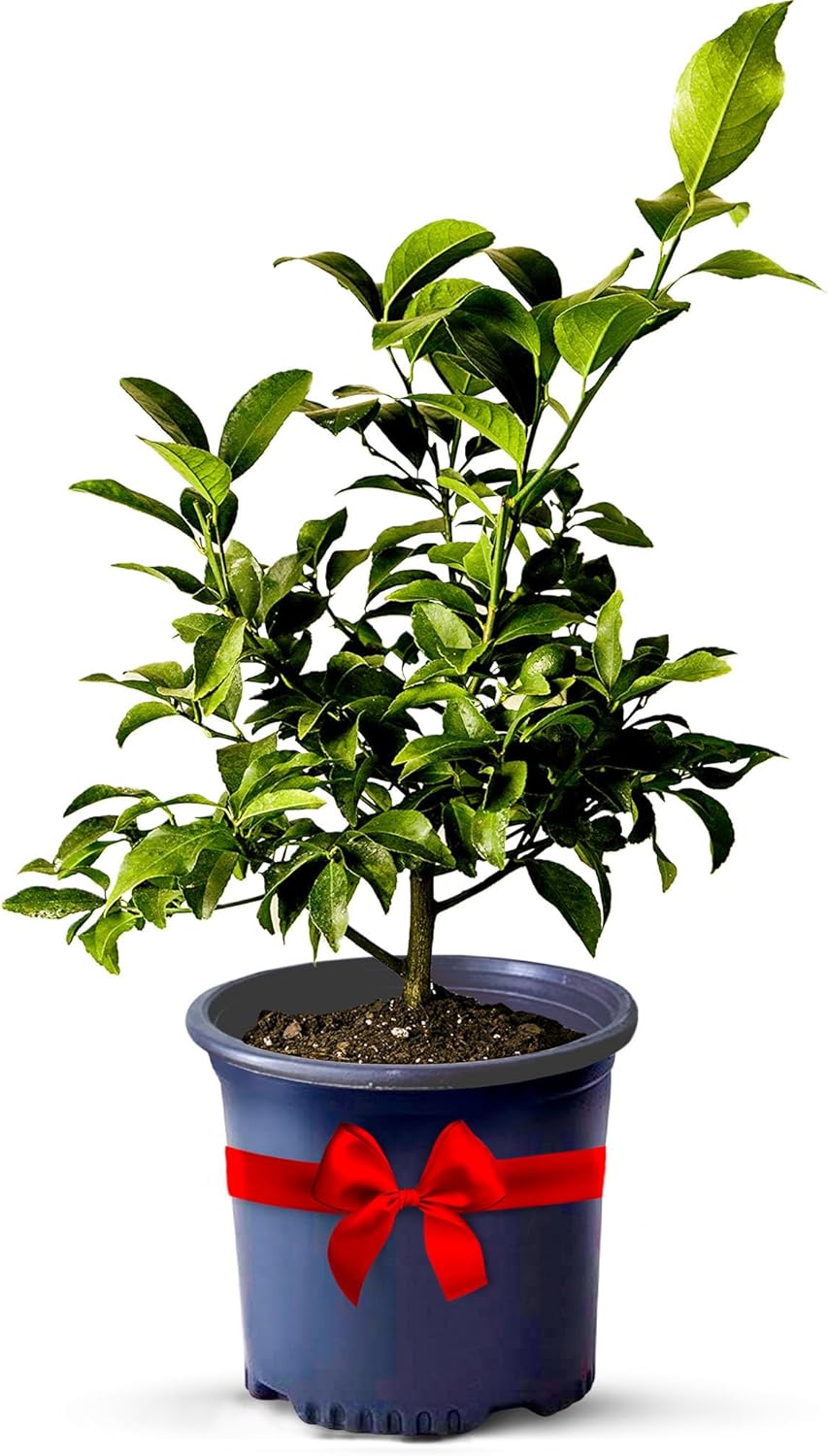 Key Lime Trees Indoor Plants Outdoor - Limes Citrus Tree Patio, Live Outdoor Tree Cannot Ship: CA/AZ/TX/LA – Potted Key Lime Plant, Indoor Fruit Trees Live Plants by Via Citrus