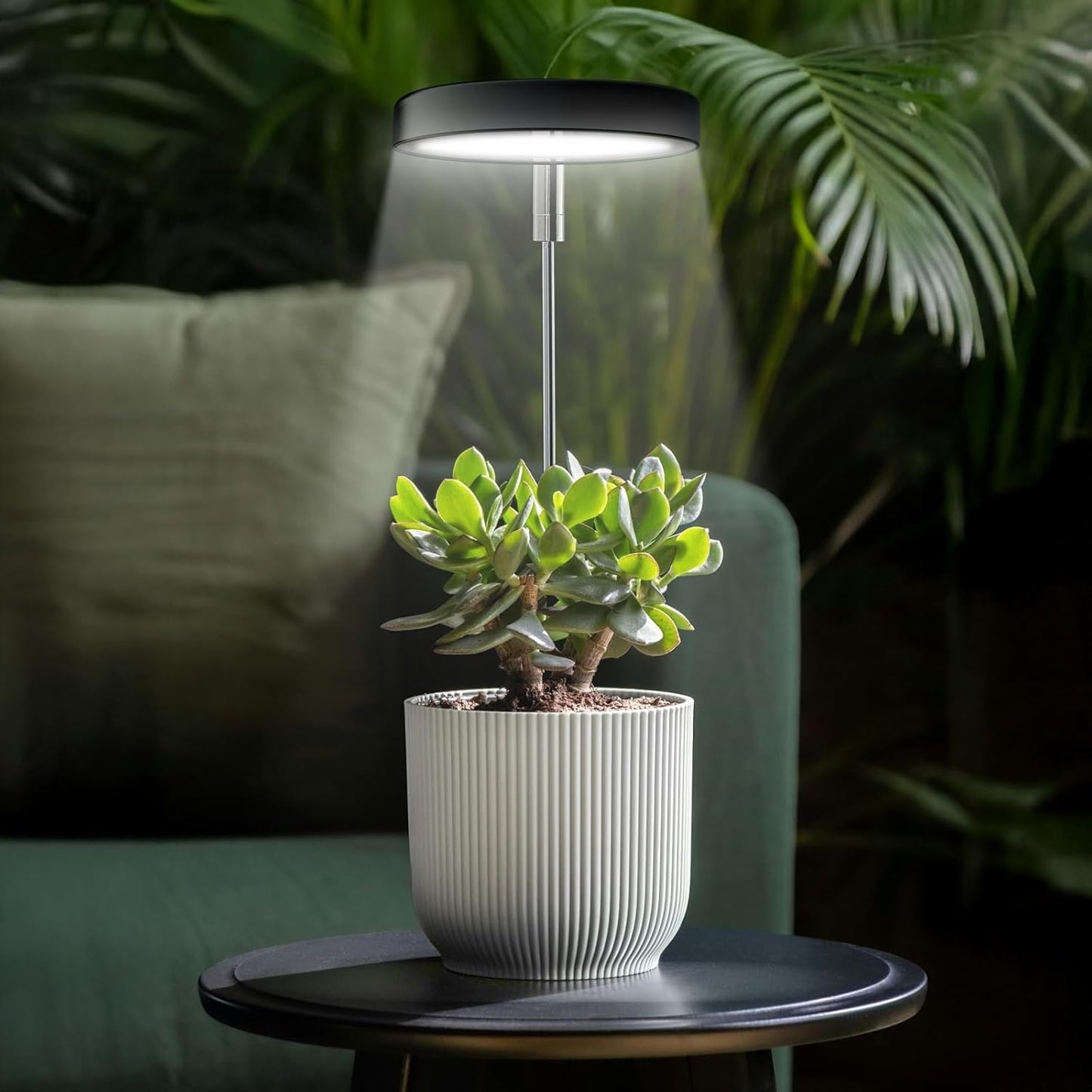 Grow Lights for Indoor Plants Small Potted - Full Spectrum, Auto 3/9/12H Timer, 10-Level Dimming & Adjustable Height - Compact Grow Light for Succulents, Herbs, Foliage in Home/Office (Black,3PACKS)