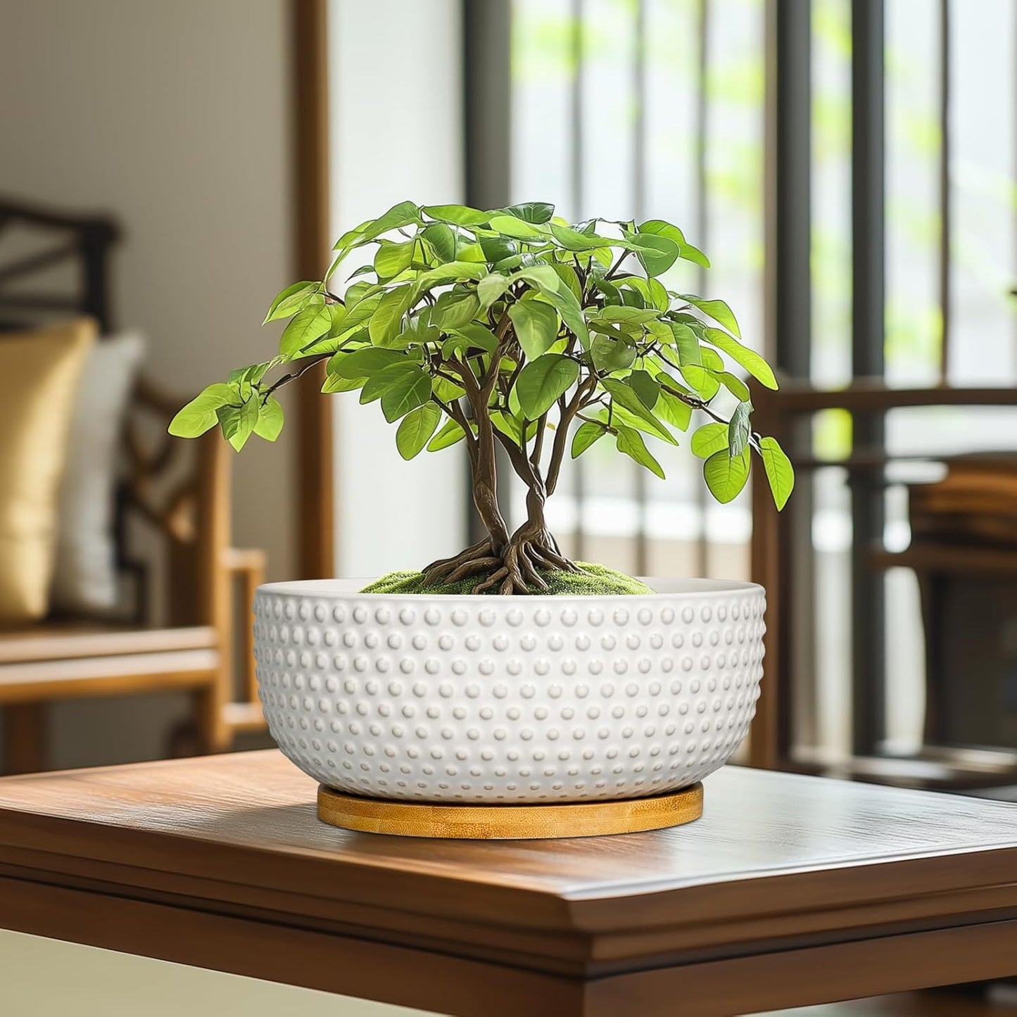 Succulent Pots 8 Inch - Ceramic Bonsai Planters for Indoor Plants, Plant Pot with Drainage Hole and Saucer, Shallow Round Flower Planter, Modern Room Decor, Gifts for Plant Lover, White