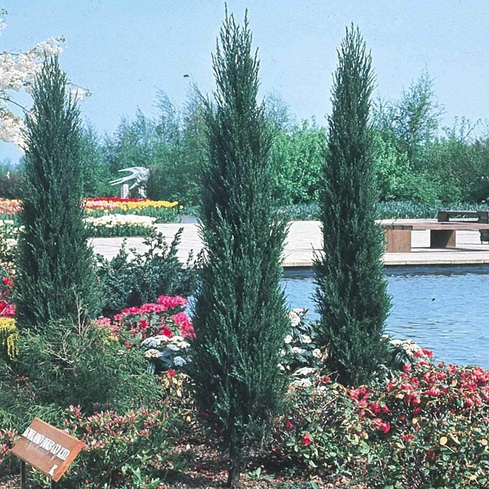 Skyrocket Juniper | 2 Large Gallon Size Plants | Juniperus Scopulorum | Evergreen Privacy Screen, Fast Growing Landscape Tree, Low Maintenance Garden, Ornamental Foliage, Drought Tolerant Plant