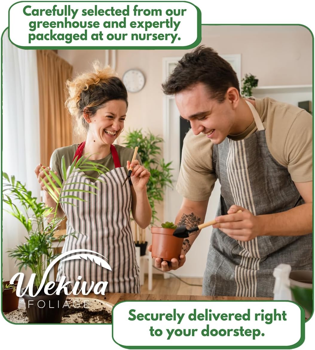 Violet De Bordeaux Fig Tree - 4 Live Starter Plants - Ficus Carica - Edible Fruit Tree for The Patio and Garden