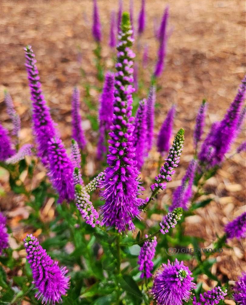 Greenwood Nursery: Live Perennial Plants - 'Very Van Gogh' Spiked Speedwell + Veronica Spicata - [Qty: 5X Pint Pots] - (Click for Other Available Plants/Quantities)