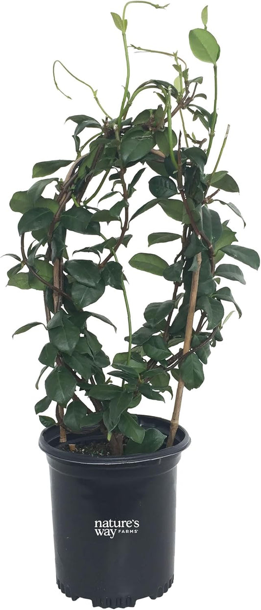 Nature’s Way Farms Jasmine Confederate Staked Outdoor Live Plant (18-24in Tall) in Grower Pot Comes Without Flowers