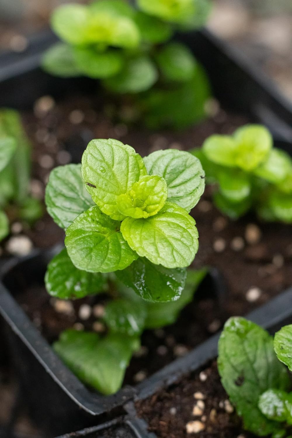 Organic Mint Plant, Spearmint Plant, (Mentha spicata) in 2.5-inch Pot - Excellent for Tea, Perennial Herb, Companion Plant