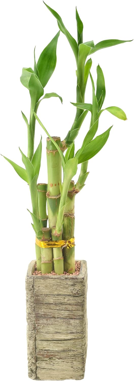 LV24 5-Stem Lucky Bamboo, Live Indoor Plant in Aged Wood Planter for Home, Work, or Gift, Medium ***Cannot Ship to Hawaii***