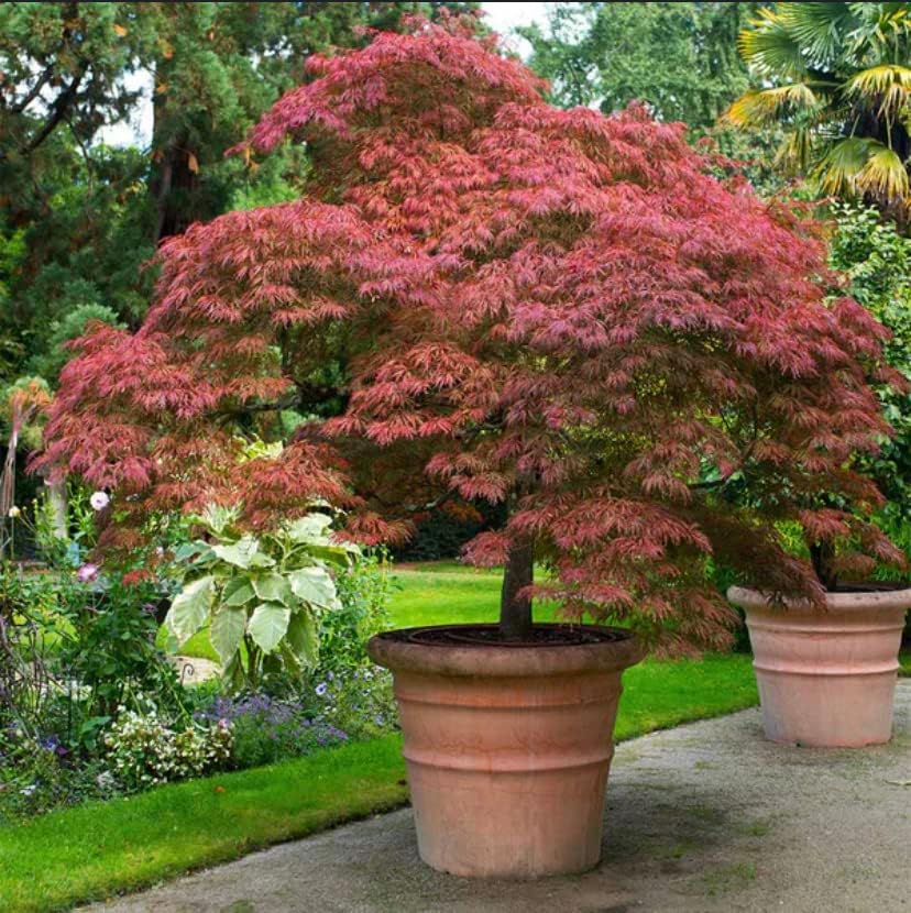 Red Japanese Maple - Live Plant 2-3 feet Tall - Deep Red Leaves