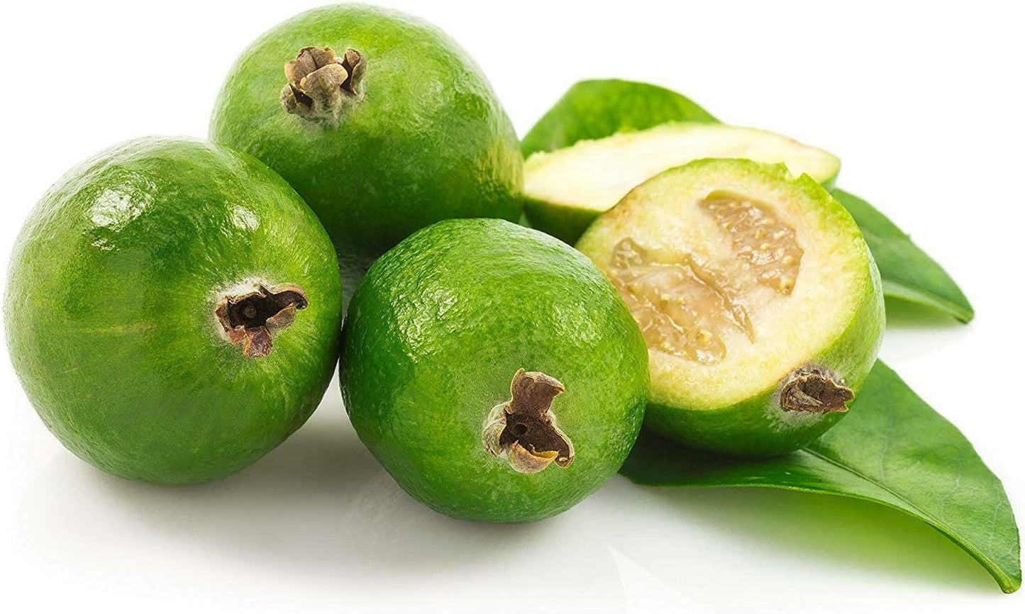 Pineapple Guava Plant - 3 Live 4 Inch Plants - Feijoa Sellowiana - Edible Flowers and Fruit