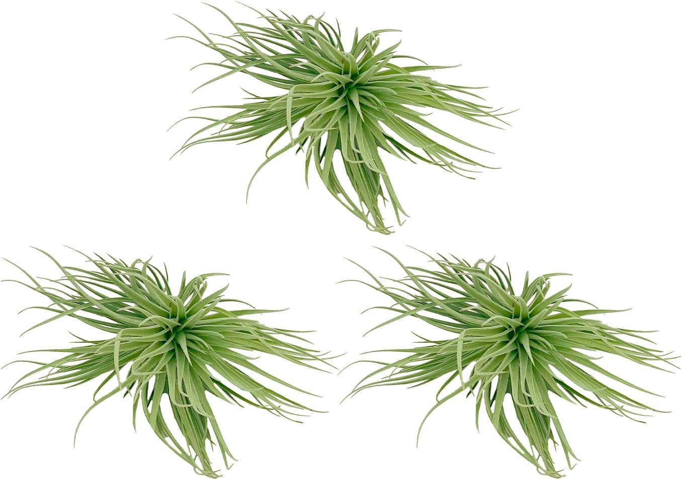 Air Plants - Flowering Tillandsia Rose BAER, Large 5" - 3ct - Live Arrival Guaranteed - House Plants for Home Decor & Gift