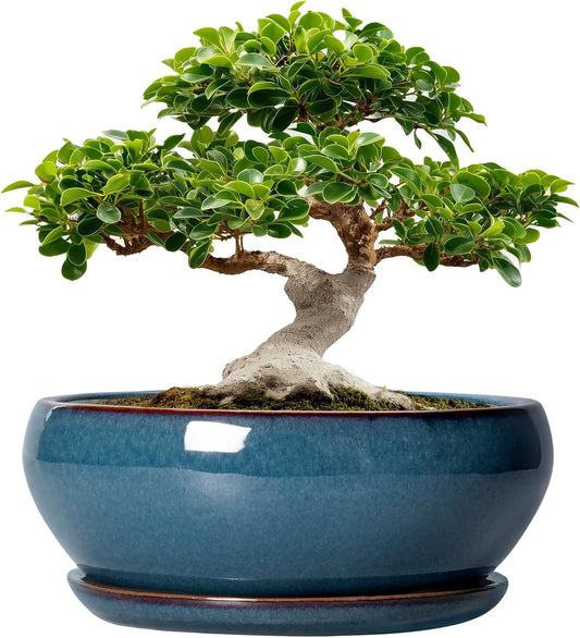 SQOWL Bonsai Tree Pots - 12 Inch Ceramic Succulent Pots, Large Shallow Planter with Drainage Hole and Saucer, Bowl Round Planters for Indoor Outdoor Plants, House Decor, House Warming Gifts, Blue