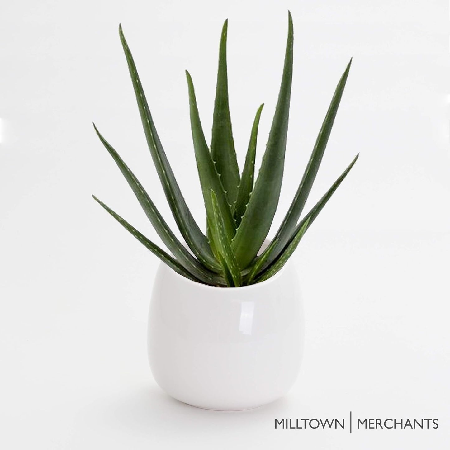 Milltown Merchants Succulent Wall Planters - Wall Vases - White Ceramic Wall Mounted Planters - Succulent Plant Pots - Hanging Vases for Living Wall (1 Pack/Modern/White)