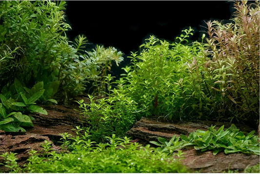 Aquarium Background Underwater Green Grass Leaves Stone Aquarium Backdrop Vivid and Fresh Green Aquatic Plant Stone River Bed and Lake Fish Tank Background Decor Vinyl 30x18in