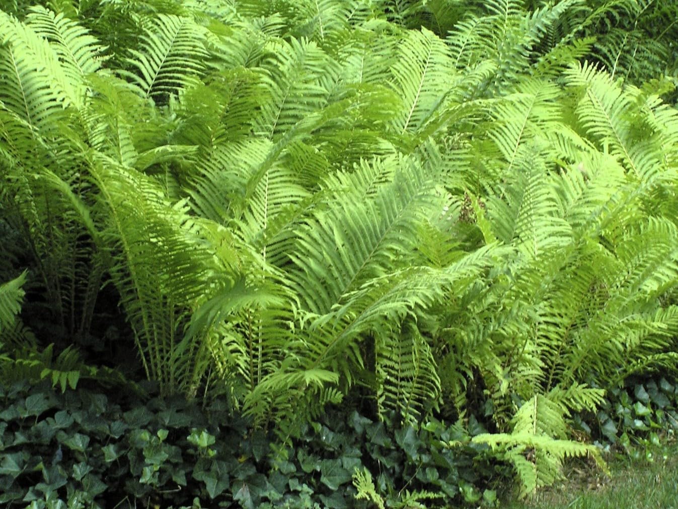 Greenwood Nursery: Live Perennial Plants - Ostrich Fern + Matteuccia Struthiopteris - [Qty: 3X Pint Pots] - (Click for Other Available Plants/Quantities)