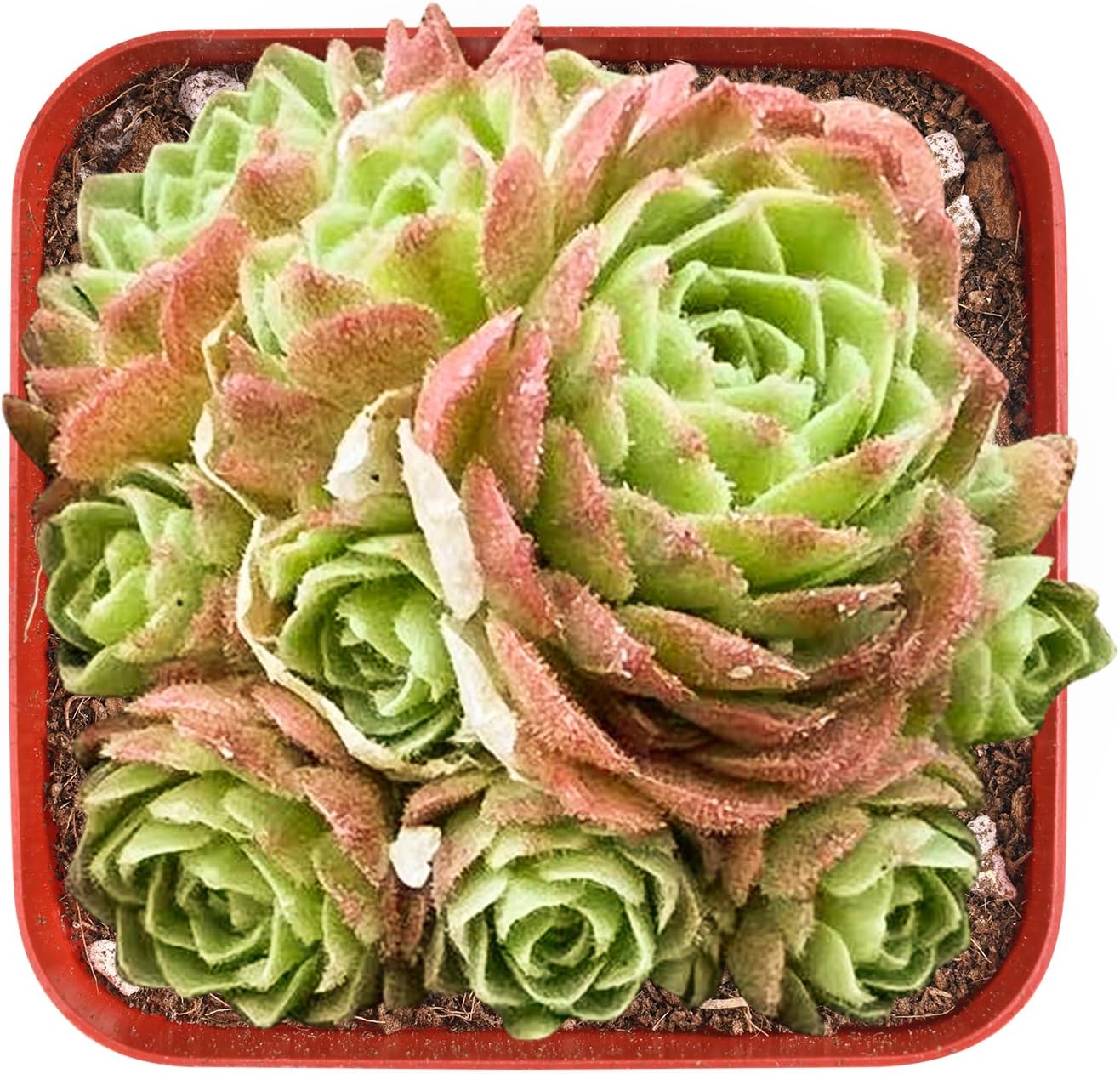 Sprout N Green Rosularia platyphylla, 1 Live Succulent Plant Fully Rooted in 2" Pot, House Plant for Indoor Outdoor Home Office Wedding Decoration DIY Project Party Favor