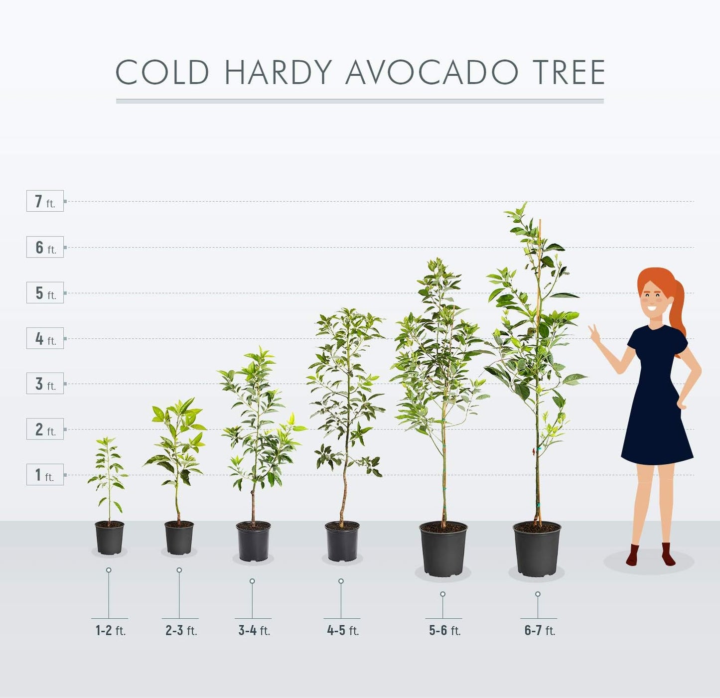 Brighter Blooms - Cold Hardy Avocado Tree, 4-5 ft. - No Shipping to AK, AZ, HI, OR