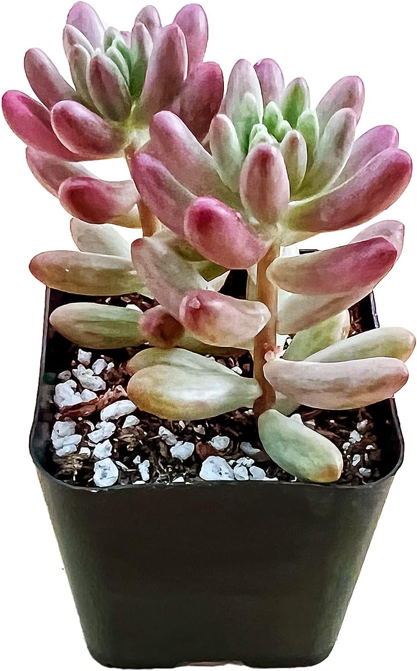 Sprout N Green Sedum Rubrotinctum 'Roseum', Mini Live Succulent Fully Rooted in 2 inch Starter Pot, House Plant for Indoor Outdoor Home Office Wedding Decoration Party Favor