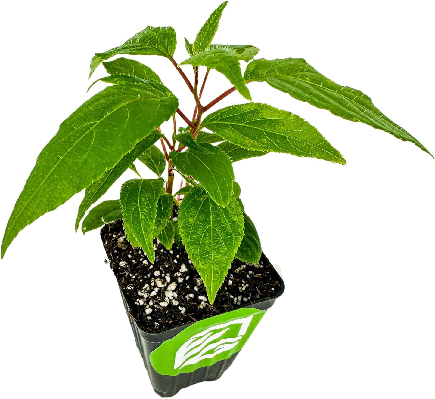 Prolific Hardy Kiwi Live Plant - Self-Fertile Actinidia Arguta Vine, Wellspring Gardens Starter Plant, Cold Tolerant, Smooth Grape-Sized Fruit, Pollinates Female Kiwi Vines, Ideal for Trellis